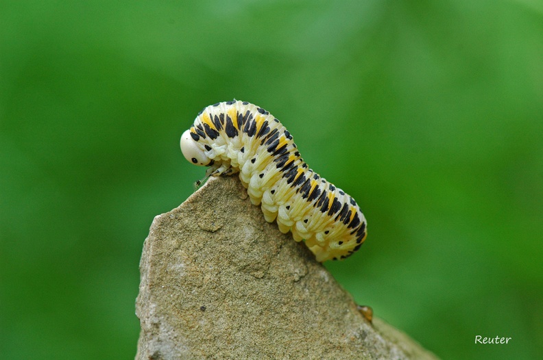 Echte Blattwespe (Tenthredinidae sp.)